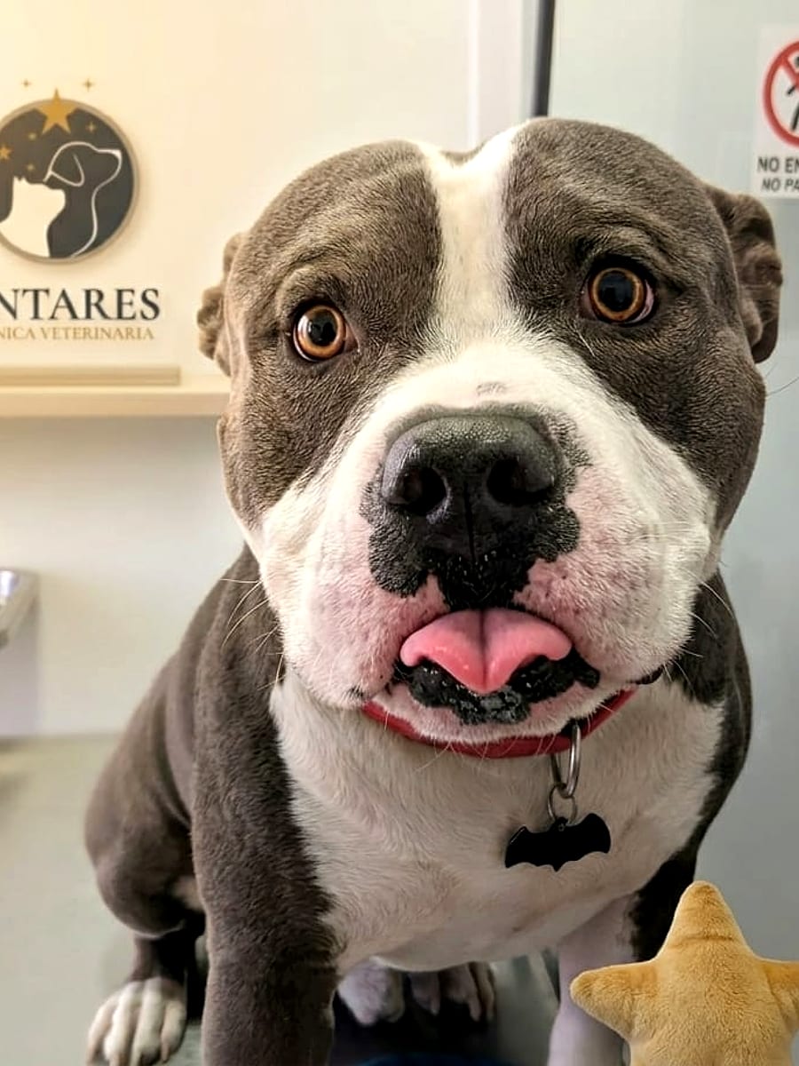 Perro American Bully sobre la mesa de exploración en Antares Clínica Veterinaria