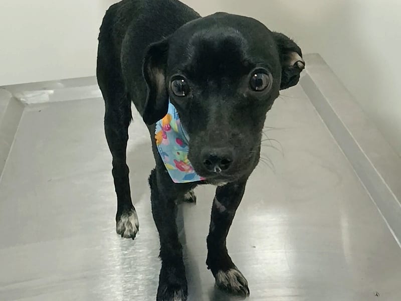 Nanis, perrita recuperada de parvovirus, de pie en la mesa de exploración