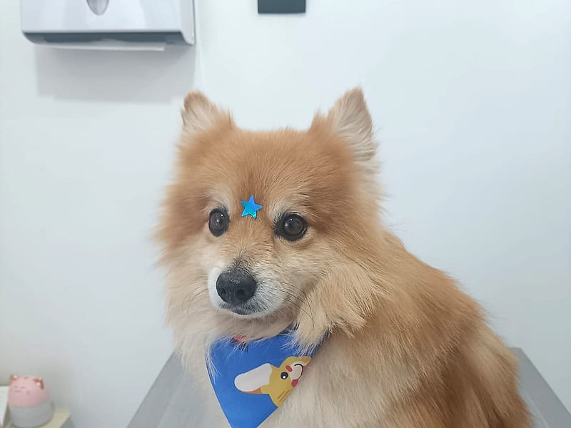 Pomerania con pañoleta después de su sesión de estética
