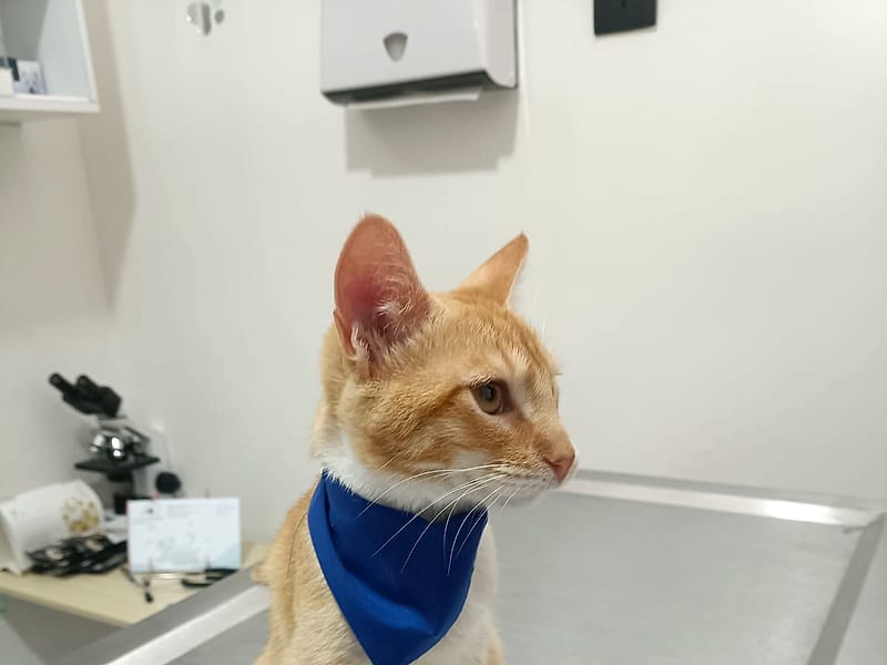 Gato naranja con pañoleta azul en consulta, con el microscopio del laboratorio al fondo