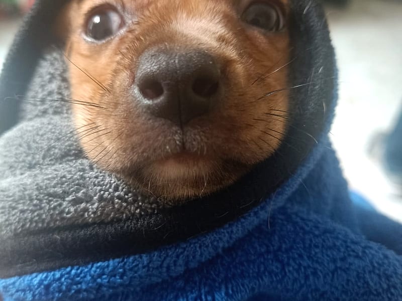 Cachorro envuelto en una toalla después del baño