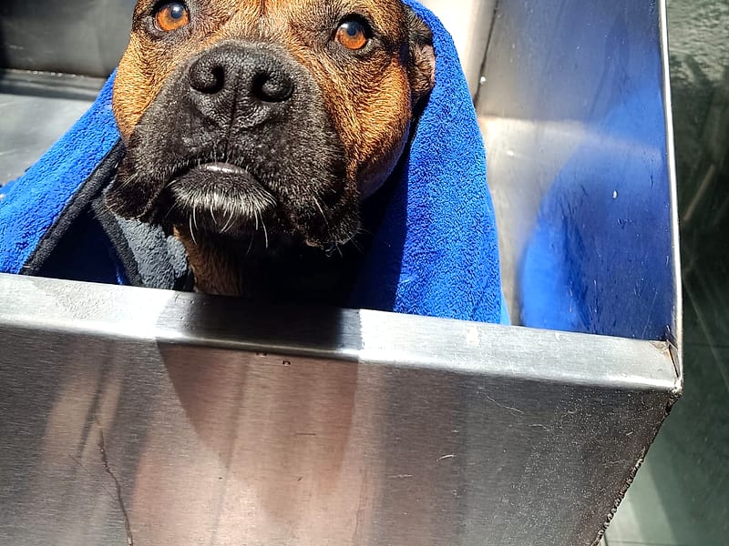 Perro envuelto en una toalla azul tras su baño en el área de estética