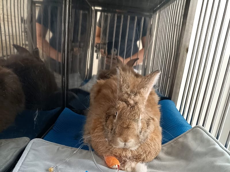 Conejo en hospitalización recibiendo fluidoterapia