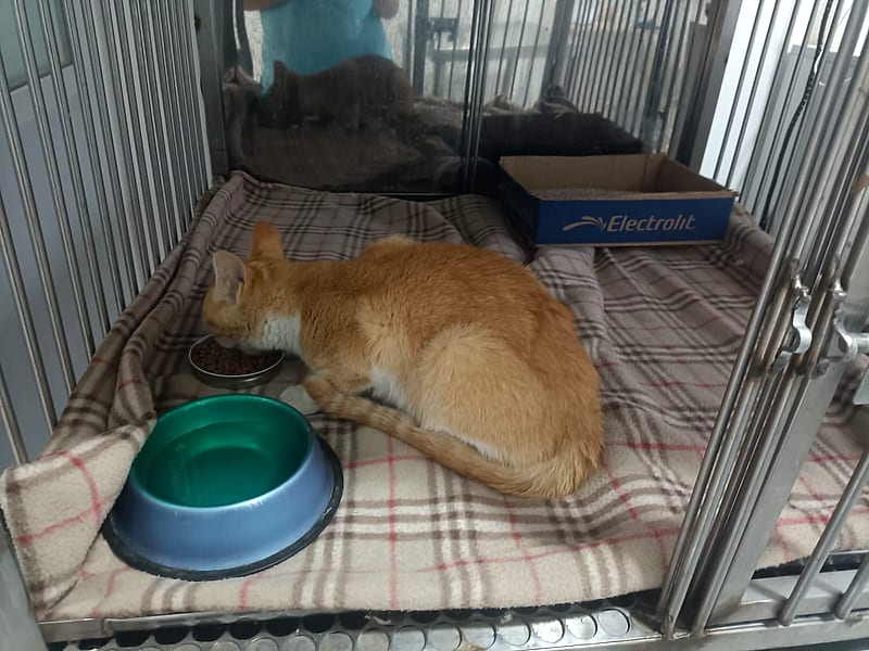 Gato naranja comiendo por su cuenta durante la recuperación