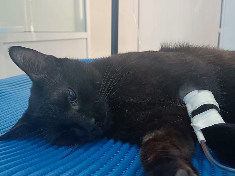 Gato negro descansando en el área de hospitalización con fluidoterapia